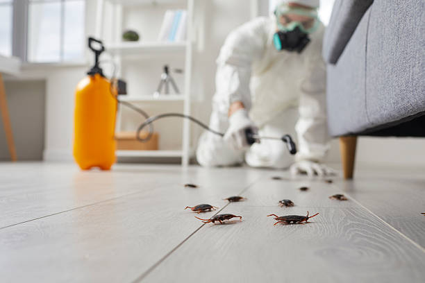 Trusted Termite Control service in Mount Pleasant, MI - Nex Pest Control